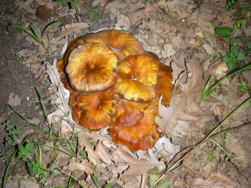 2) Fotografati  il 16.06.2012.sotto Quercia